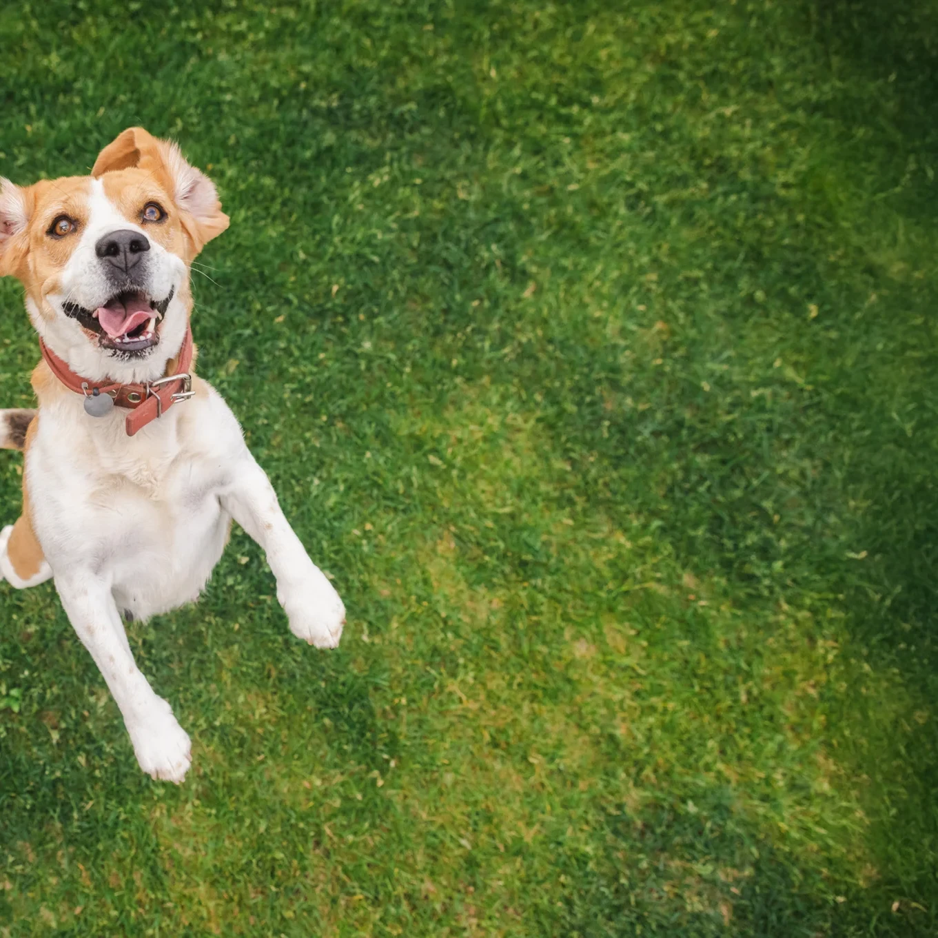 Dog Friendly 3 Dog uai