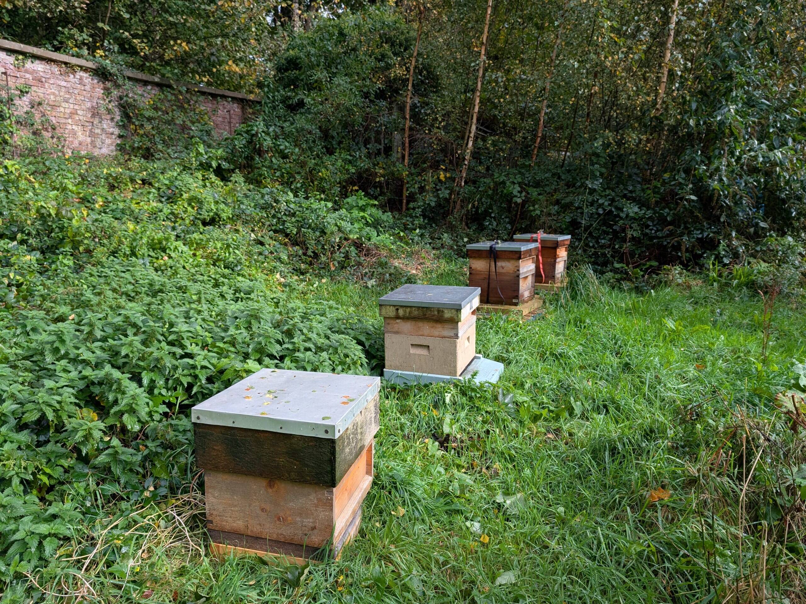 Beehives 11 scaled uai