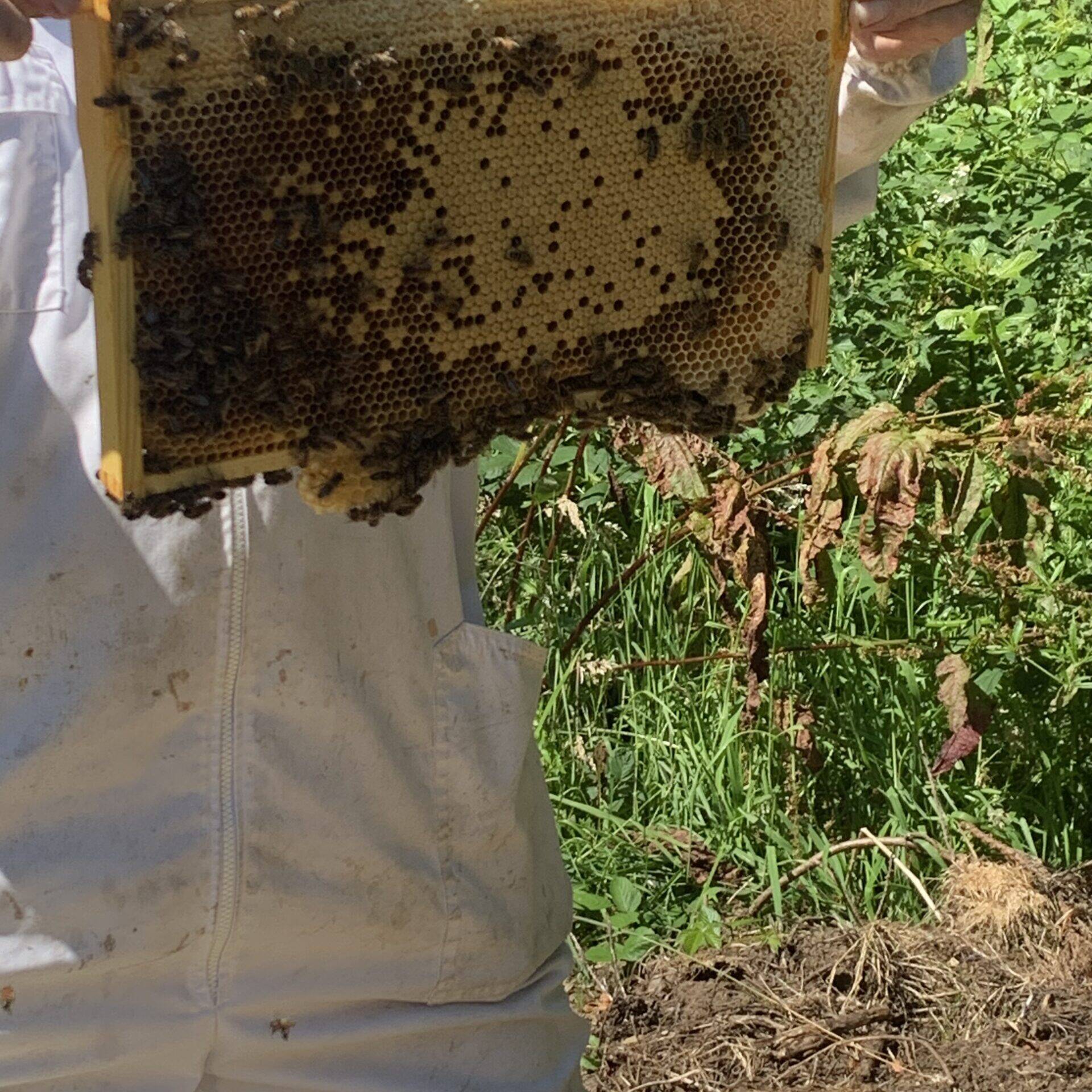 RGA Beehives 18 scaled uai