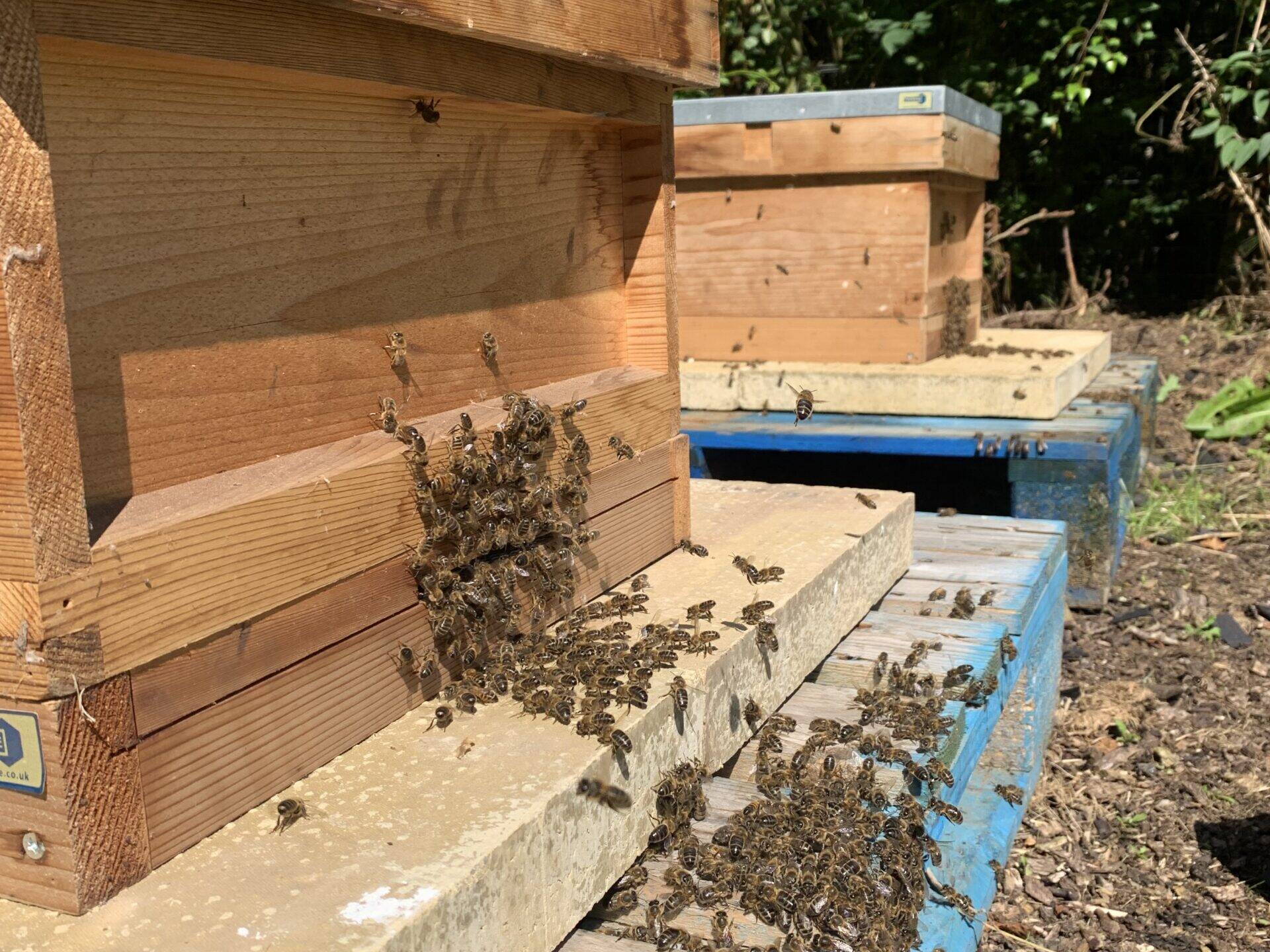RGA Beehives 6 scaled uai
