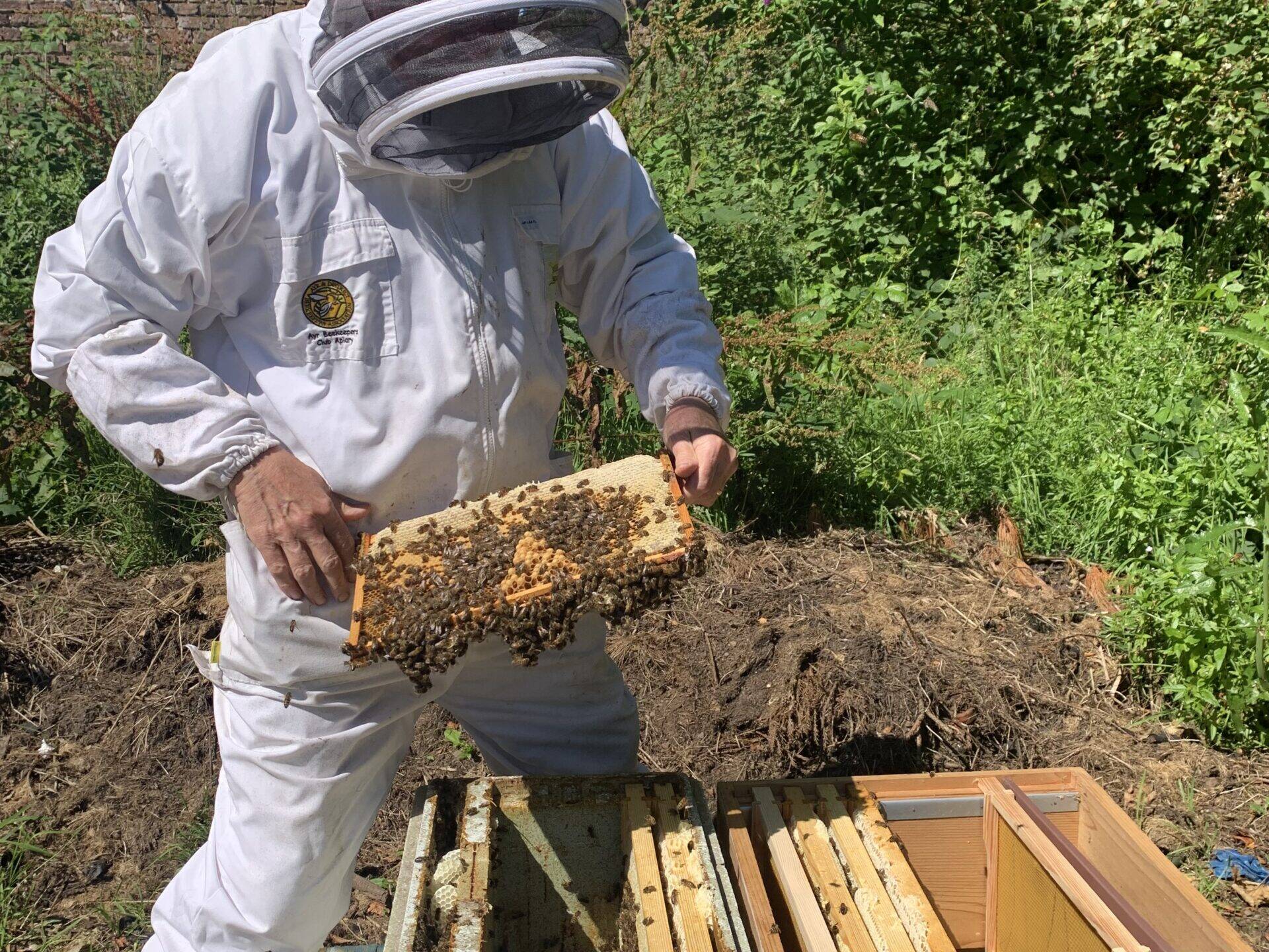 RGA beehives 11 scaled uai